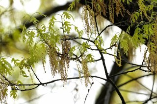 Le pollen de chêne provoque de vives réactions chez certaines personnes allergiques (archives). Keystone/AP/TONY GUTIERREZ